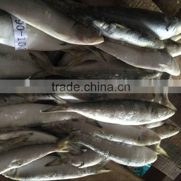 Dongguan Beinuo Sardine Frozen Sagax From China Famous Supplier photo-4