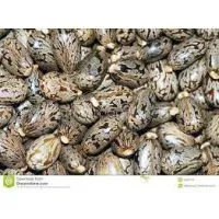 Oil Seeds