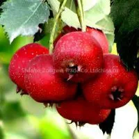 Hawthorn Fruit P.E.plant Extract Factory