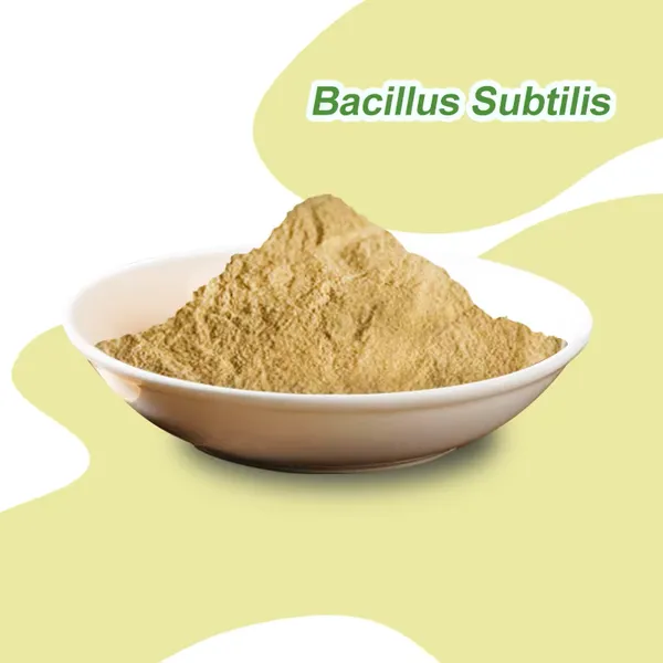 High Activity Probiotic Powder Bacillus Subtilis For Animal Feed and Agriculture