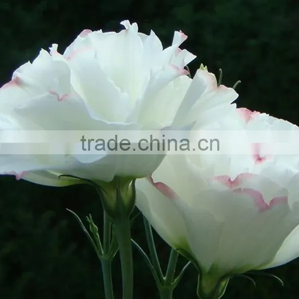 Super Quality OEM Natural Fresh Cut Flower Eustoma photo-5