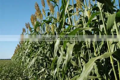 Excellent!!! Automatic Screw Type Sweet Sorghum Pressing Machine Factory Wholesale