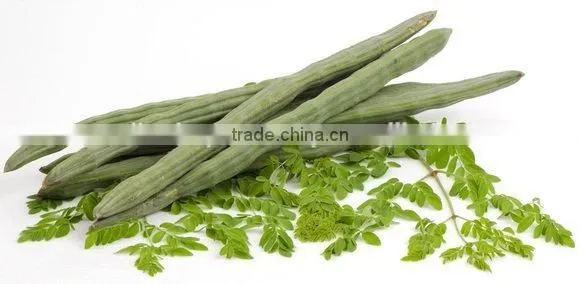 MORINGA LEAVES photo-4