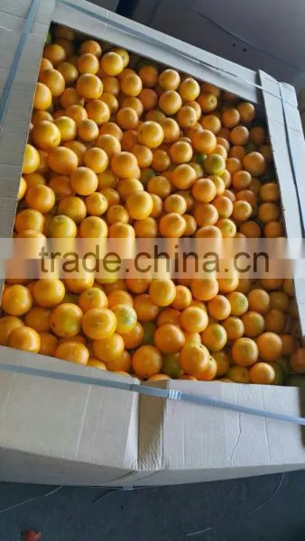 Fresh Orange All the Year photo-3