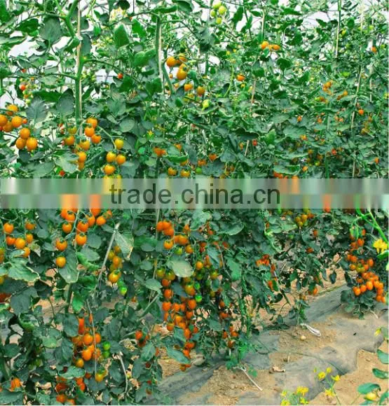 Hybrid High Yield Orange Red Tomato Seeds for Cultivation-Huang He 800 photo-3