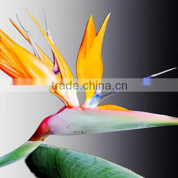 Fresh Cut Flowers Bird of Paradise Flowers photo-5