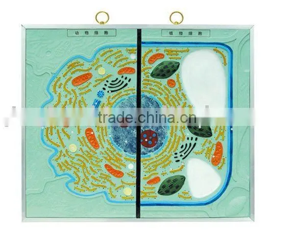 Ultrastructure of Animal and Plant Cell
