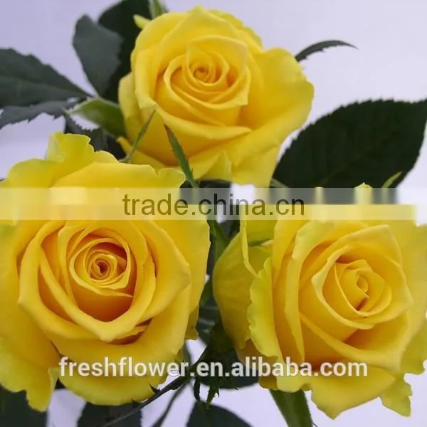 China Yellow Rose as the Same Quality of Fresh Cut Rose photo-4