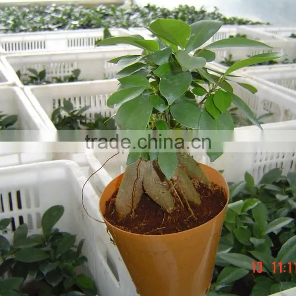 Original Ungrafted 50g-200g Ficus Ginseng Roots (Ficus Microcarpa )bonsai photo-3