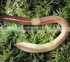 Earthworm Killer 80%SP