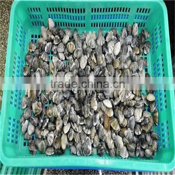 Boiled Variegated Clam Nature Fresh FAO61 photo-2