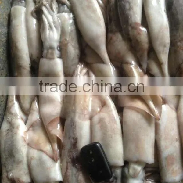 100-200g Frozen Japanese Squid photo-2
