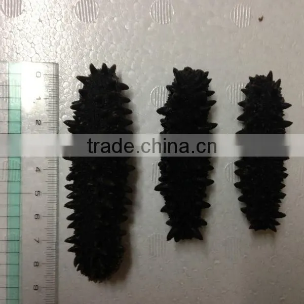 Dried Sea Cucumber/ Dried Salted Sea Cucumeber photo-2
