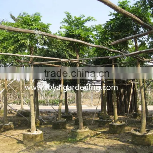 Heteropanax Fragrans (Roxb.) Ornamental Plants photo-3