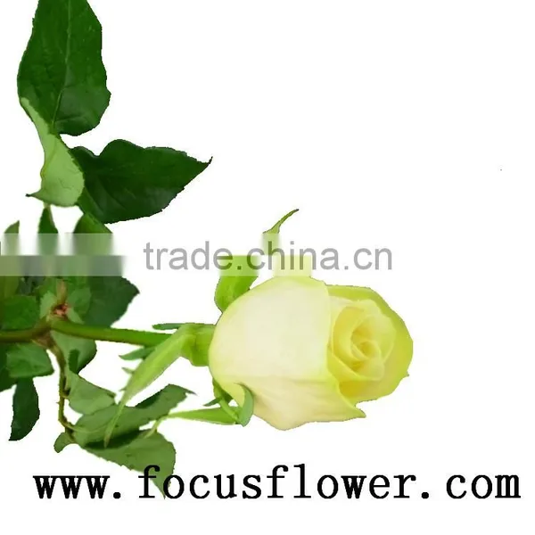Hotsale Roses Flowers Fresh Cut Flowers Vendela Rose for Decoration From Kunming Ecuador Wholesale Flowers photo-4