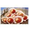 Yeso Scallop