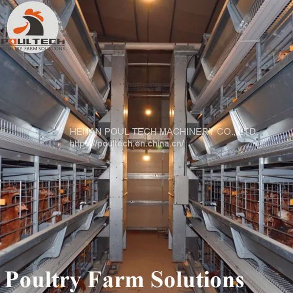 H Type Layer Chicken Chicken Cage With Full Automatic Equipment photo-3