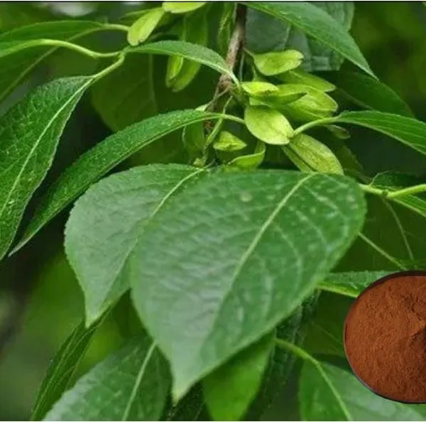 Eucommia Extract (5% Chlorogenic Acid)