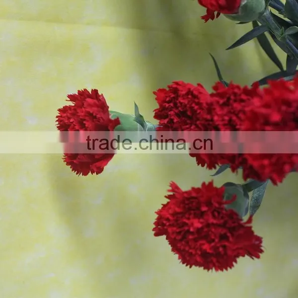 Good Quality Mastor Red Carnation Cut Flower for Wholesale photo-6