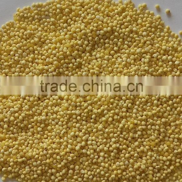 Yellow Millet (glutinous) Good Quality for Sale photo-2