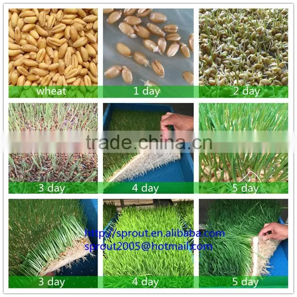 Barley Sprout/radish Sprout Machine photo-2
