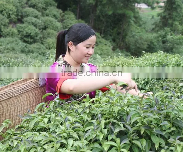 Wild Rocky Tea Adinandra Nitida Merr.ex Li. Health Tea OEM Service