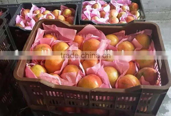 Pomegranates photo-3