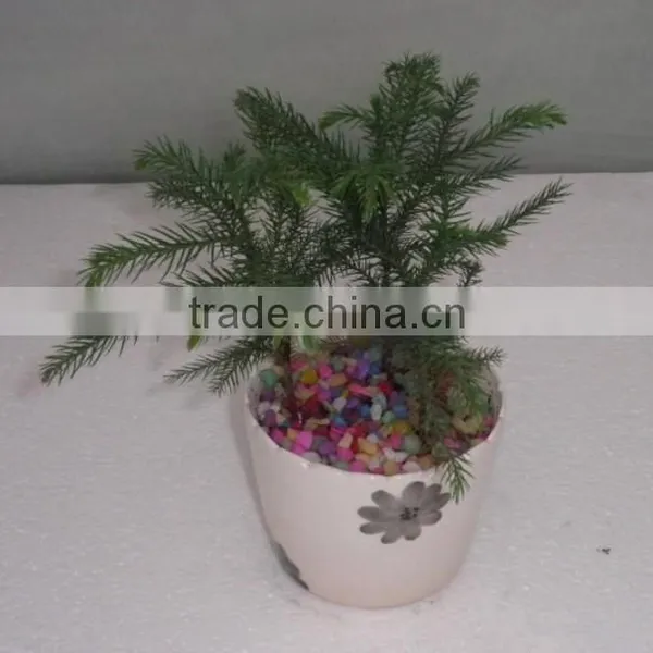 Hoop Pine, Araucaria Cunninghamii Sweet Seedlings, as Bonsai, Pot Plants or Outdoor Plants photo-3