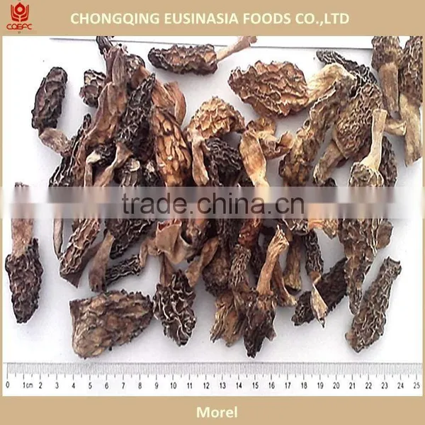 Supply Morel, Dried Morel Mushrooms