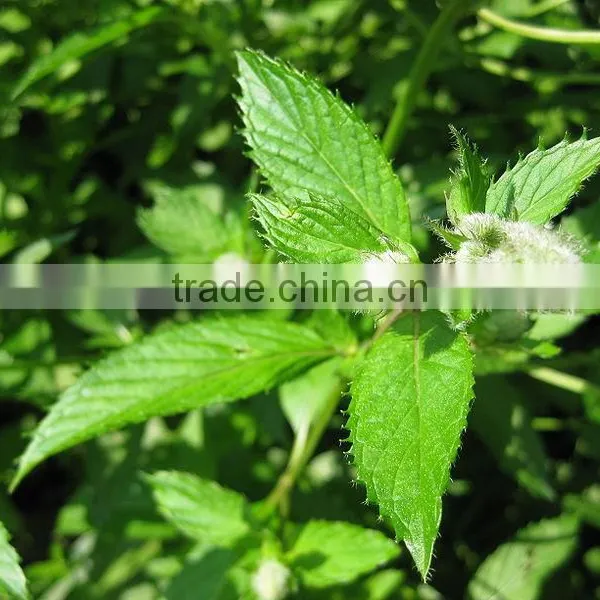 Peppermint Oil photo-6
