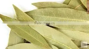 Bay Leaf Oil (Cinnamomum Tamala) photo-5