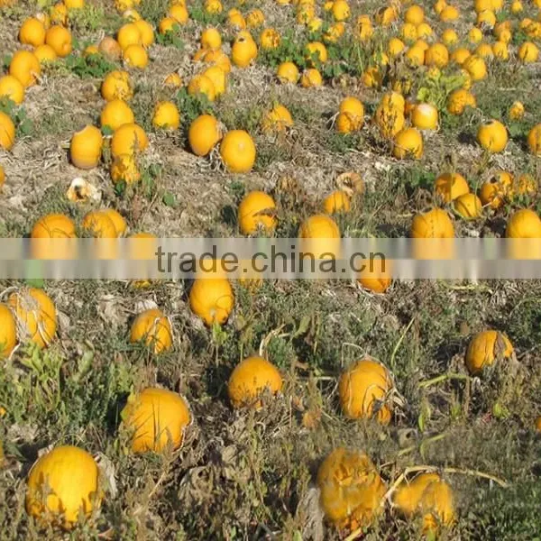 Organic Pumpkin Seed Oil Vegetable Oil photo-5