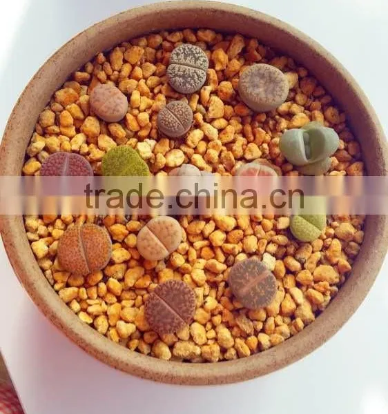 Porosity Soil/Gardening Soil/Horticulture Soil photo-4