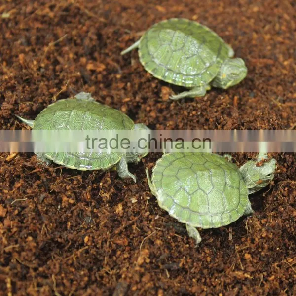 Nomo High Quality Coconut Fiber Coco Peat Mat NC-04 photo-3
