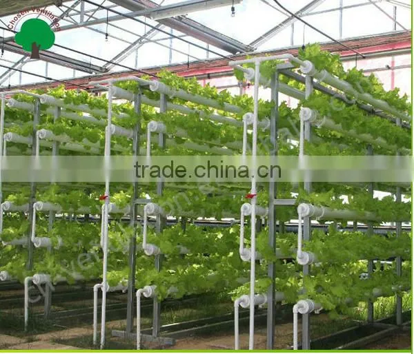 Polycarbonate Covered Greenhouse For Ecnomic Use/Agriculture Planting Greenhouse photo-5