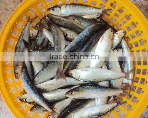 Sardine for Canning photo-2