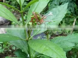 Rauwolfia Serpentine photo-3
