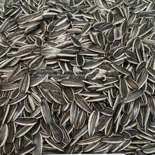 Chinese 2017 Crop Sunflower Seeds on Sale