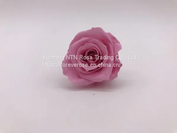 Wholesale3-4cm Elegant Real Touch Preserved Rose Flower photo-2