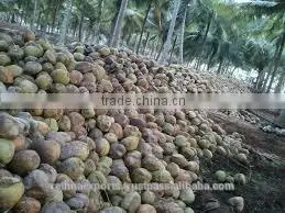 Fresh Supreme Vegetable in India