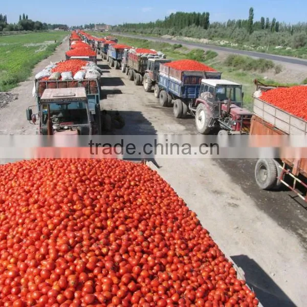Tomato Paste Best Price With Drum Packing/Wooden Bins/Tin Packing photo-4
