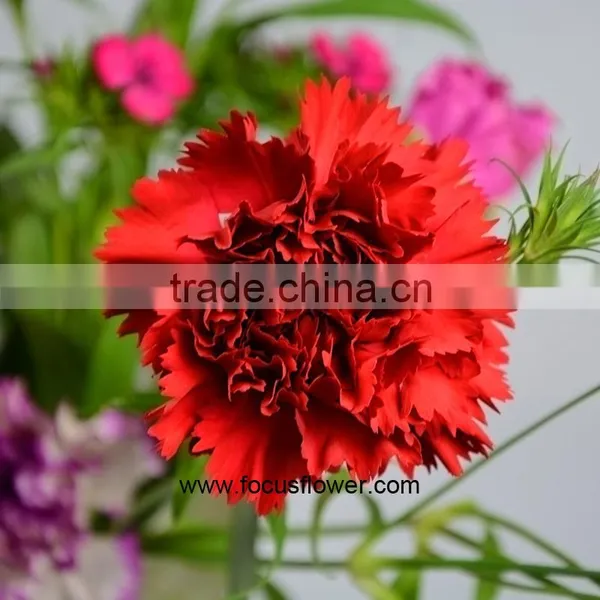 Decoration Weddings High Quality Carnation With Good Packaging Superbly Natural Carnation Flowers photo-5