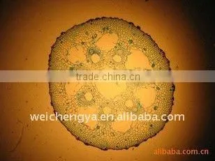 Biological Section, Botany Section (for Microscope Slide)