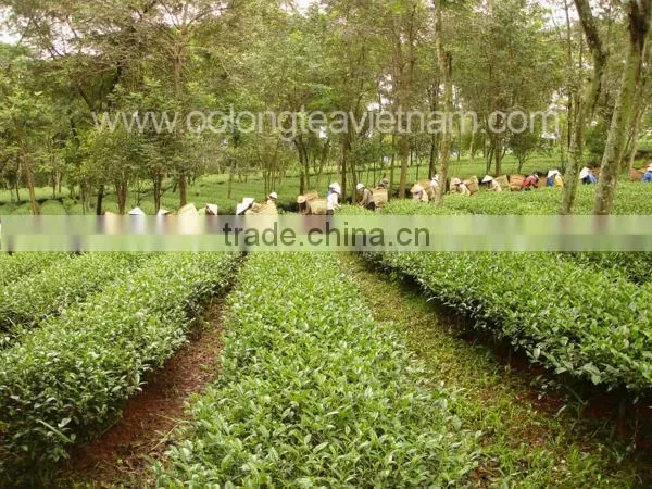 VietNam High Mountain Oolong Tea- Dong Son Oolong Tea" photo-6