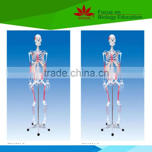 Teaching model for biology 170cm Human skeleton model with colored muscle