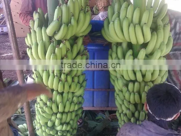 Indian Banana photo-2
