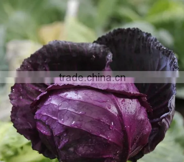 Chinese Fat Red Cabbage Fresh Purple Cabbage photo-5