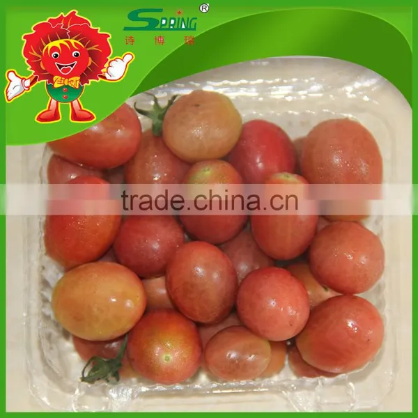 Export Fresh Sweet Cherry Tomato photo-3
