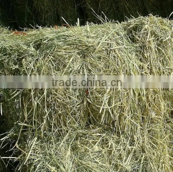 Rhode Grass Hay , Hay for Animal , Grass Hay Bale, Rhode Grass Bale, Dry Hay Bale