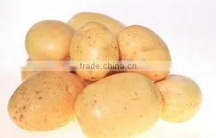 Fresh Healthy Yellow Potato For Sale photo-2